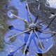Dolomedes briangreenei / Queensland Museum